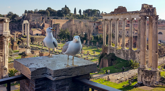 Two seagulls walk on the balcony above the Imperial Forums in Rome