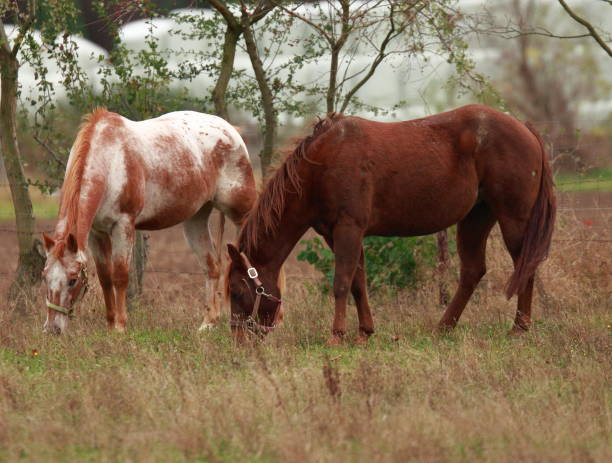 istock Two horses grazing in a meadow 1308796097