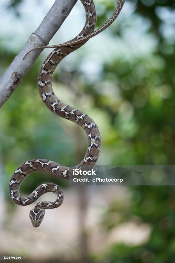 Common cat snake hanging from a tree, Boiga trigonata, Satara, Maharashtra, India Animal Stock Photo