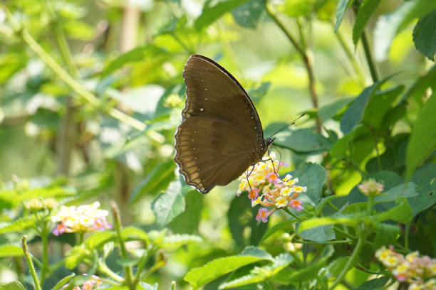 istock Crow eggfly, Hypolimnas anomala, Satara, Maharashtra, India 1308796912