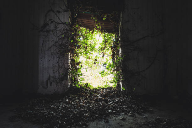 Old deserted house facade covered in arid ivy and vegetation