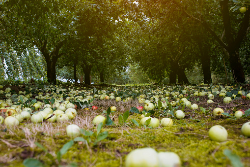 fallen apples under the tree in the orchard