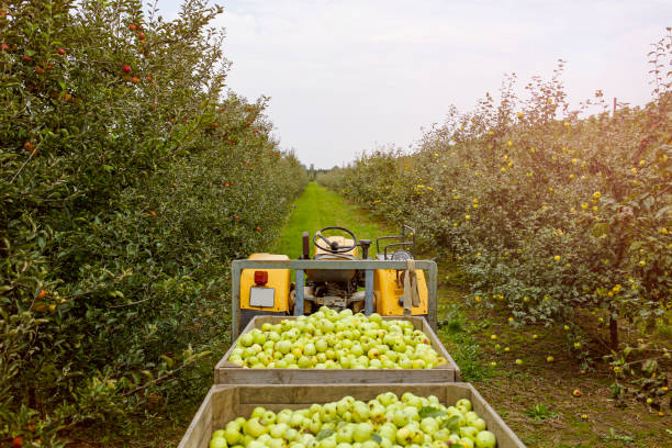 tractor with trailer full of apples in fruit orchard stock photo
