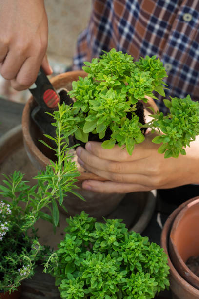istock Man planting herbs and making urban garden 1308800549