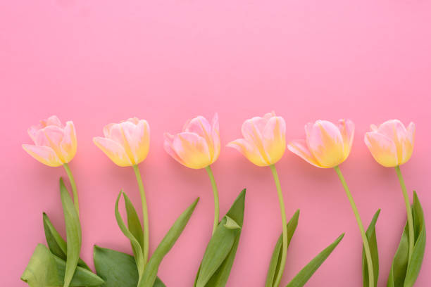 istock top view pink tulips in row on pink background 1308801884