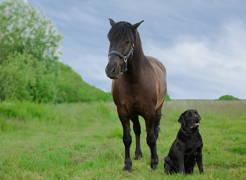Adult bay horse and black dog are on the grass in countryside.