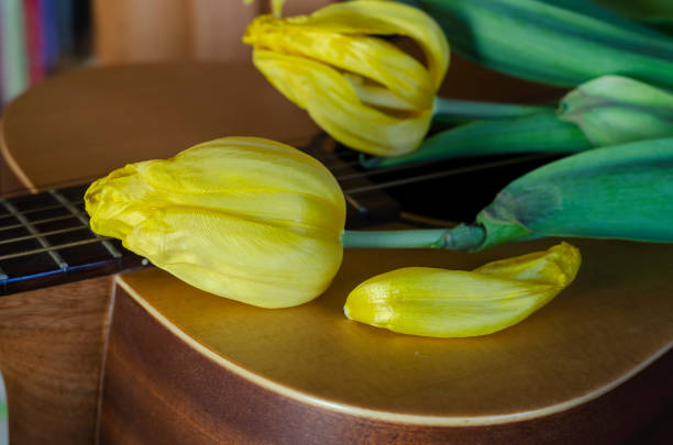 Fading flowers and an acoustic guitar. Yellow tulips lie on the guitar soundboard. Fading popularity, forgotten glory concept. Selective focus.