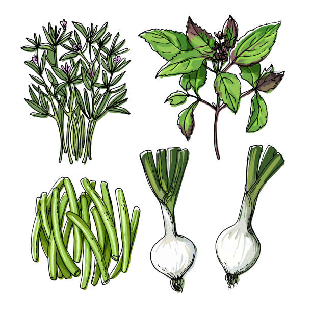 음식의 스케치. 짭짤한, 신선한 양파, 녹색 콩, 태국 바질. 야채와 허브의 벡터 그리기. - brussels sprout stock illustrations
