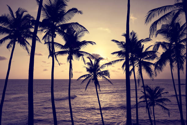 istock Coconut palm trees silhouettes at sunset, color toning applied. 1308805021