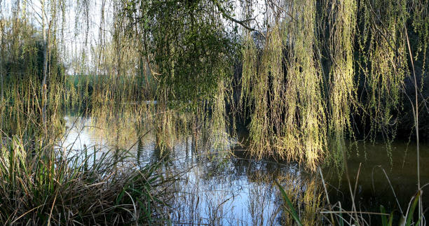 istock Willow tree branches hanging over a village pond in late afternoon sunlight in springtime 1308806532