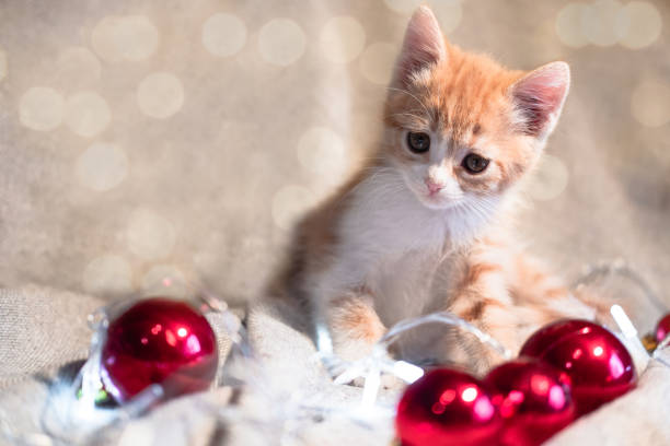 istock Home cute cat with Christmas decorations. A small fluffy red kitten sits on a cozy blanket next to a garland and red Christmas balls. 1308807066