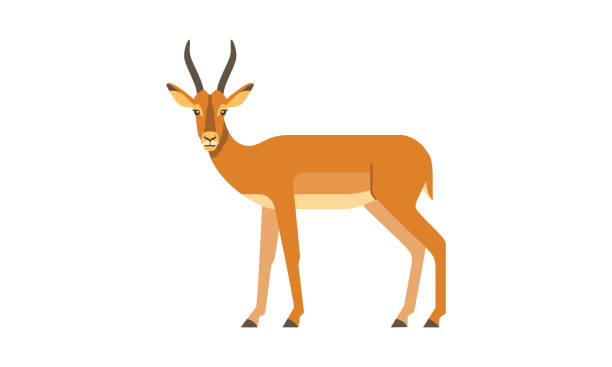 illustrations, cliparts, dessins animés et icônes de illustration plate africaine d’antilope d’animal sauvage d’antilope impala plate d’isolement sur le fond blanc - antilope