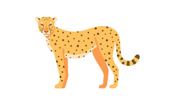 African wild animal cheetah big cat family flat style vector illustration isolated on white background African wild animal flat style vector illustration isolated on white background jaguar stock illustrations