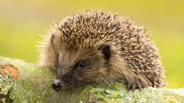 Hedgehog, Scientific name: Erinaceus Europaeus. Wild, native, European hedgehog facing forward on a log covered in lichen.  Clean background.  Horizontal.  Space for copy.