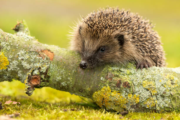 Hedgehog, wild, native, European hedgehog facing forward on a log covered in lichen.  Clean background.  Horizontal.  Space for copy.