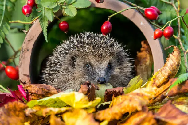 Hedgehog, Scientific name: Erinaceus Europaeus.  Wild, native, European hedgehog in Autumn with golden leaves and red Rosehips.  Facing forward inside a terracotta drainage pipe.  Space for copy.