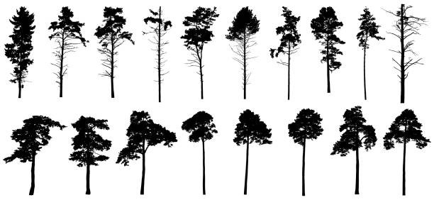 illustrazioni stock, clip art, cartoni animati e icone di tendenza di pini silhouette isolati, set. foresta di conifere. illustrazione vettoriale. - tall