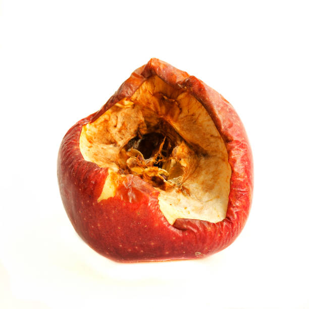 Big red bitten off and rotten apple isolated on white background.Ugly unhealthy apple.