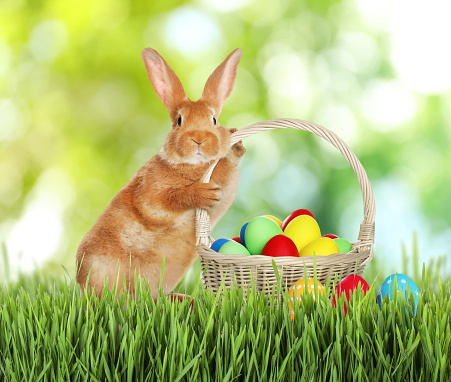 Cute bunny and colorful Easter eggs on green grass outdoors