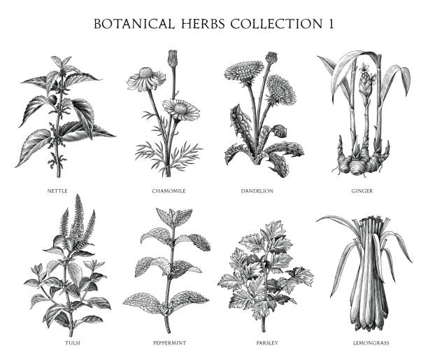 Botanical herbs collection hand draw engraving style black and white clip art isolated on white background Botanical herbs collection hand draw engraving style black and white clip art isolated on white background ginger health stock illustrations