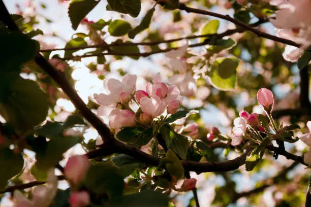 A picturesque apple branch in full bloom. White-pink flowers and buds grow on the branch.they are brightly illuminated by a sunbeam. juicy color palette