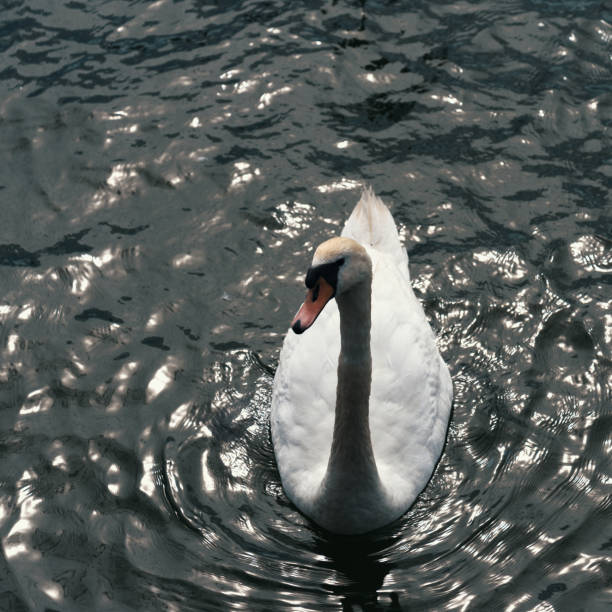 エレガントで雄大な白い白鳥は、池に浮かび、穏やかな水の上を滑りやすくします。 - river knobs ストックフォトと画像