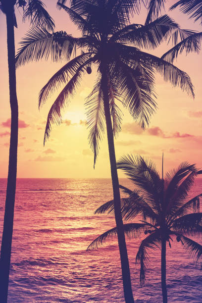 istock Coconut palm trees silhouettes at sunset, color toning applied. 1308812271