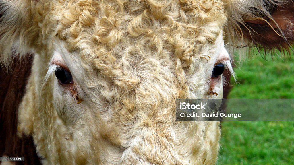 Steer, also called bullock, young neutered male cattle primarily raised for beef Close up shots of a beef cow, (steer, bullock) in a green meadow, with space for type Agricultural Field Stock Photo