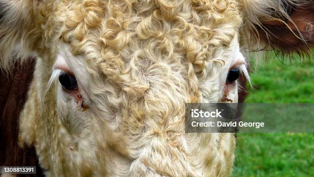 Steer Also Called Bullock Young Neutered Male Cattle Primarily Raised For Beef Stock Photo - Download Image Now