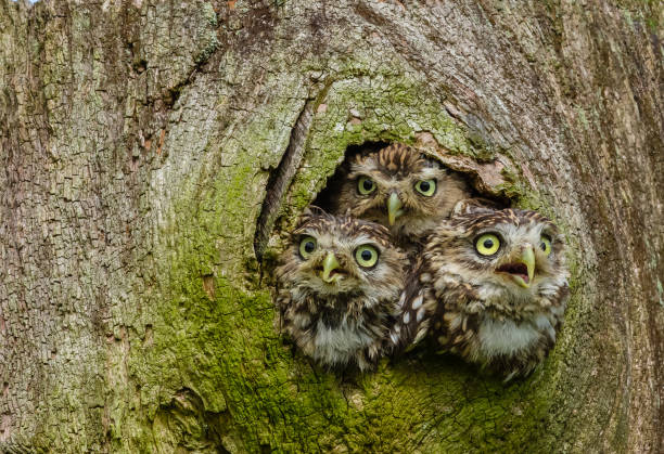 istock Three Little Owls in the hollow of a tree trunk.  Facing forward. 1308813645