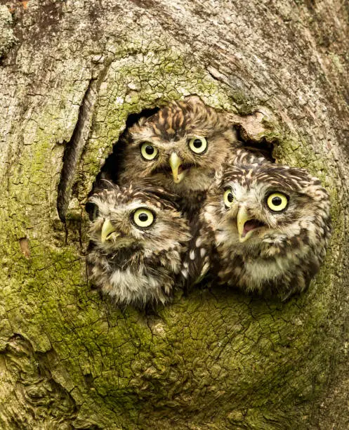Three Little Owls, Scientific name: Athene Noctua.  Facing forward and peeping out of the trunk of an old oak tree. Space for copy.