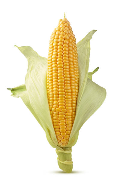 istock Ear of corn isolated on a white 1308813943