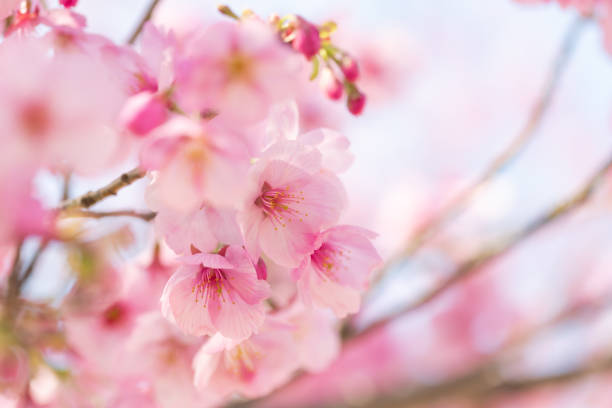 istock Beautiful cherry blossoms in full bloom 1308814861
