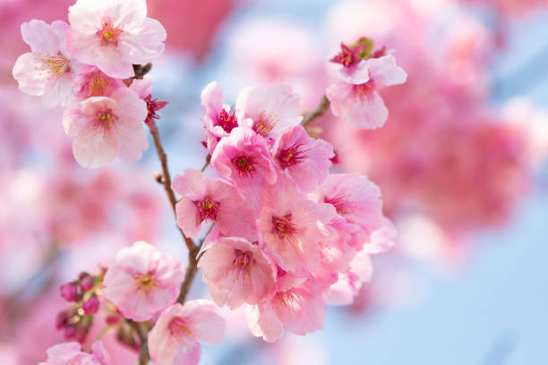Beautiful cherry blossoms in full bloom