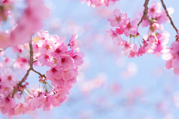 istock Beautiful cherry blossoms in full bloom 1308815243