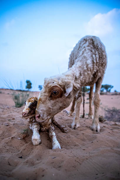istock Sheep ewe or goat  licks her lamb after giving birth in indian thar desert. 1308819689