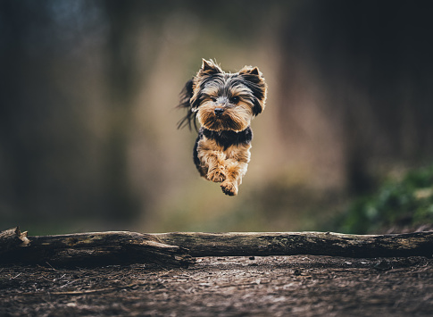 Dog Yorkshire Terrier Jump