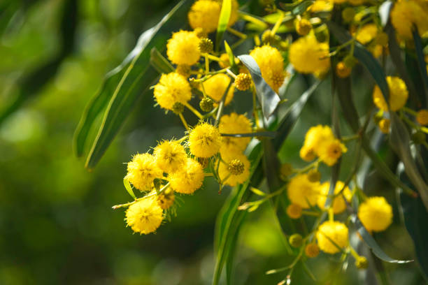 Foto de Flores Amarelas De Acácia Saligna Árvore Wattle Coroa Dourada e  mais fotos de stock de Acácia-de-espigas - iStock