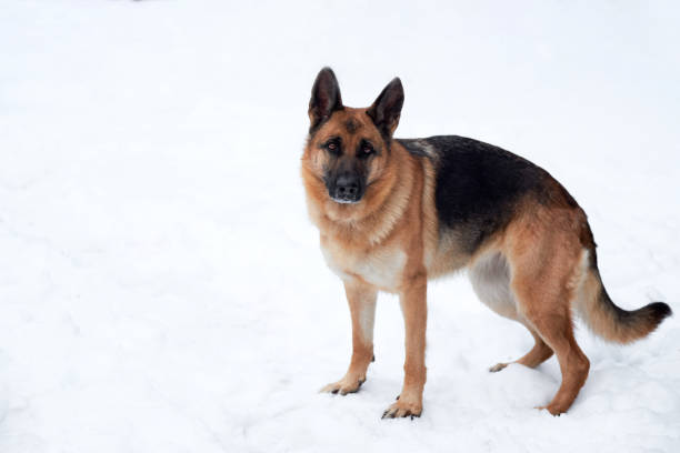 istock Charming purebred dog on walk in winter snow-covered park. 1308825461
