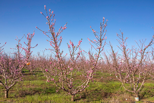 Rows of flowering nectarine trees in an orchard against the background of the sky. Israel