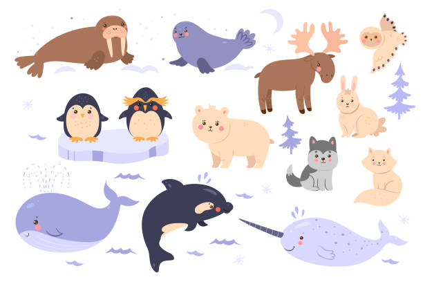 illustrations, cliparts, dessins animés et icônes de ensemble d’animaux mignons de l’arctique et de l’antarctique d’isolement sur le fond blanc. graphiques vectoriels. - narval illustrations