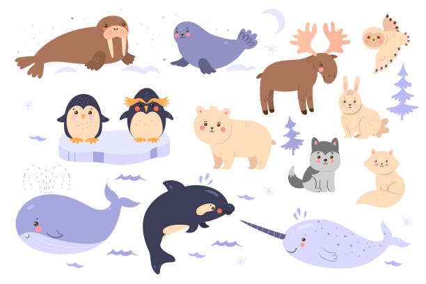 illustrazioni stock, clip art, cartoni animati e icone di tendenza di set di simpatici animali dell'artico e dell'antartico isolati su sfondo bianco. grafica vettoriale. - tricheco