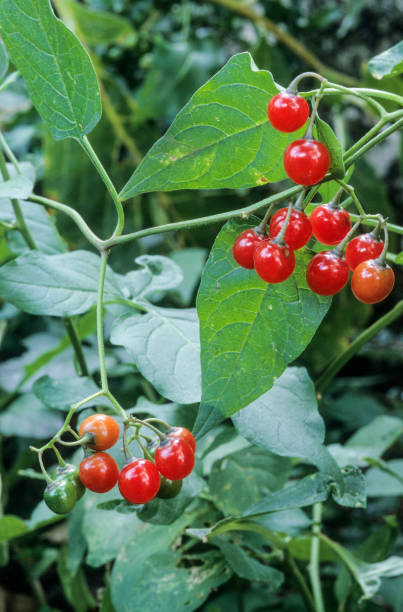 Bittersweet berry red fruits of Bittersweet Solanum dulcamara bittersweet berry stock pictures, royalty-free photos & images