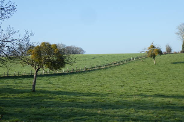 istock field with some trees envy by mistletoe at dawn 1308826196