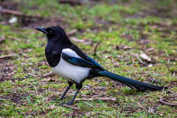 istock A Magpie in Springtime, with a Shallow Depth of Field 1308826562