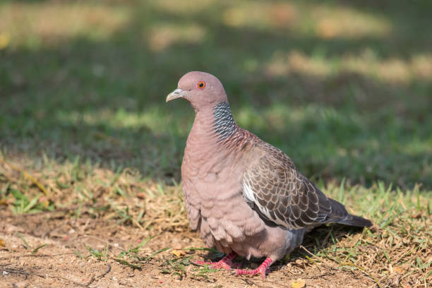 istock Picazuro Pigeon on the ground 1308827826