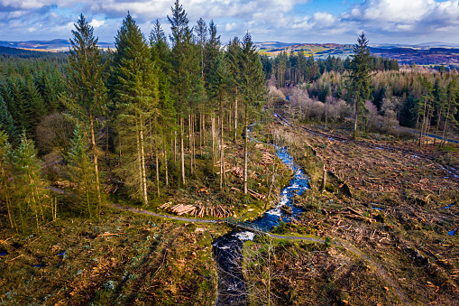 An aerial view of a section of Scottish forest in Dumfries and Galloway south west Scotland after tree felling