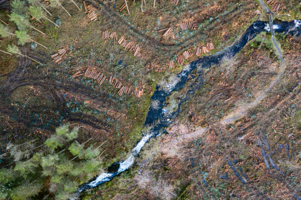 vista aérea após a colheita em uma floresta escocesa - galloway - fotografias e filmes do acervo