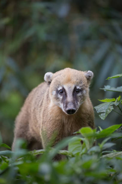 istock South American Coati in the forest 1308828382