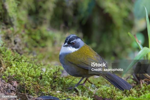 Grey Browed Brushfinch Perched Stock Photo - Download Image Now - Andes, Animal, Animal Wildlife